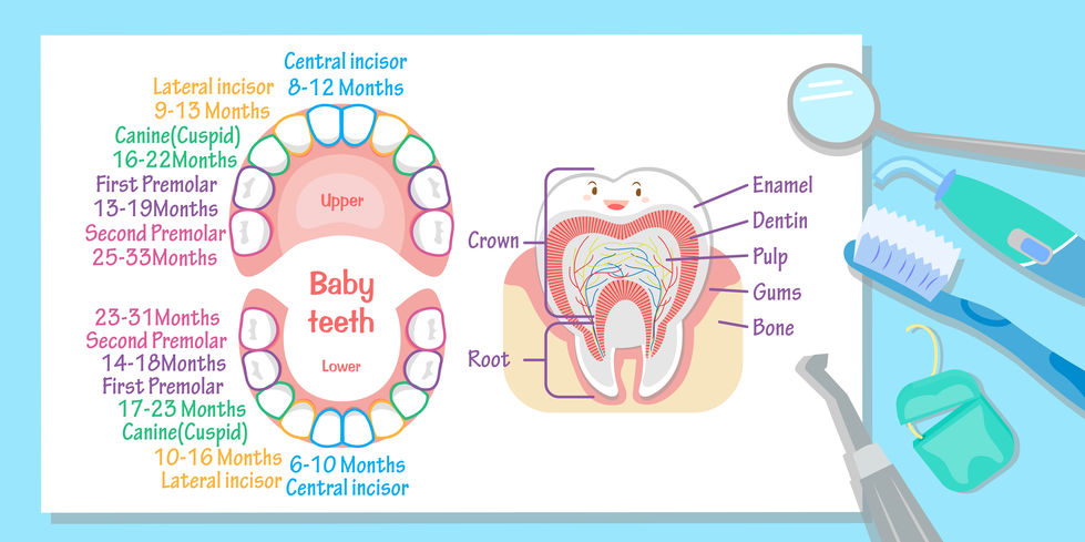 primary teeth chart